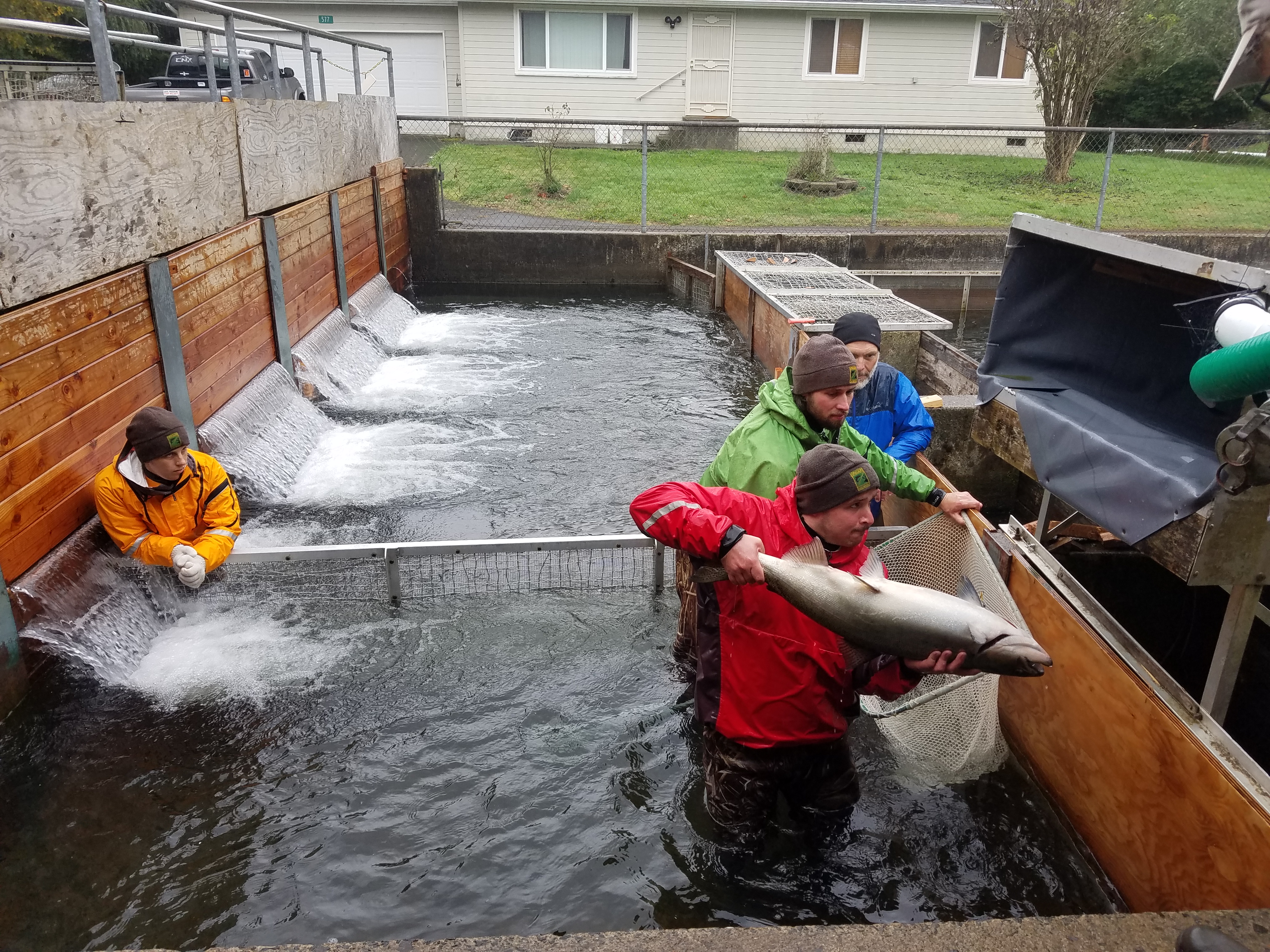 Hatchery sorting 