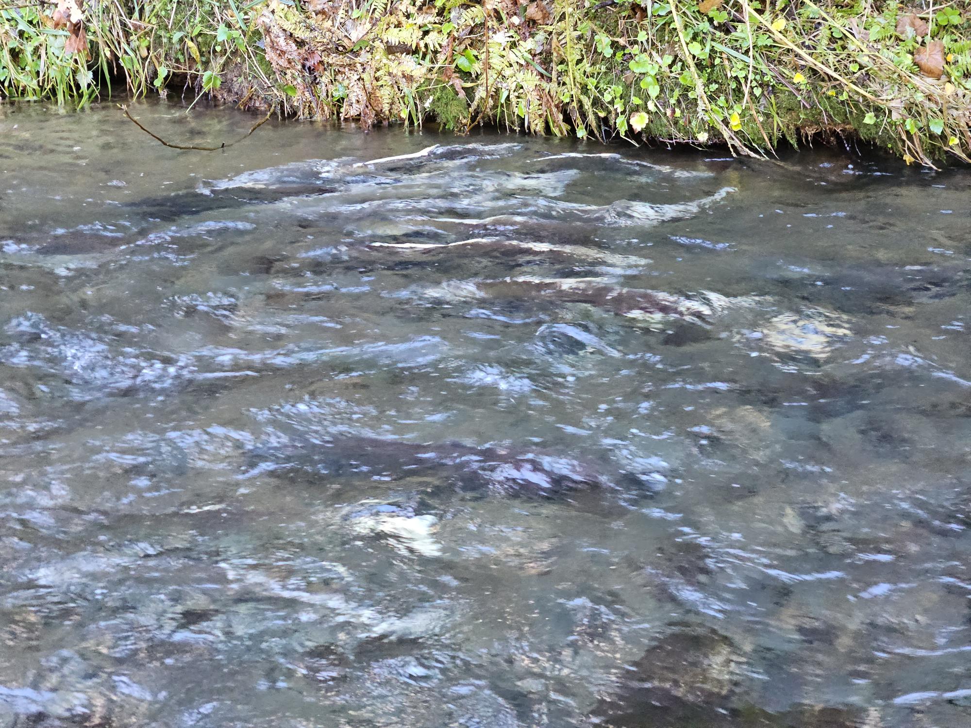 Chinook spawning 