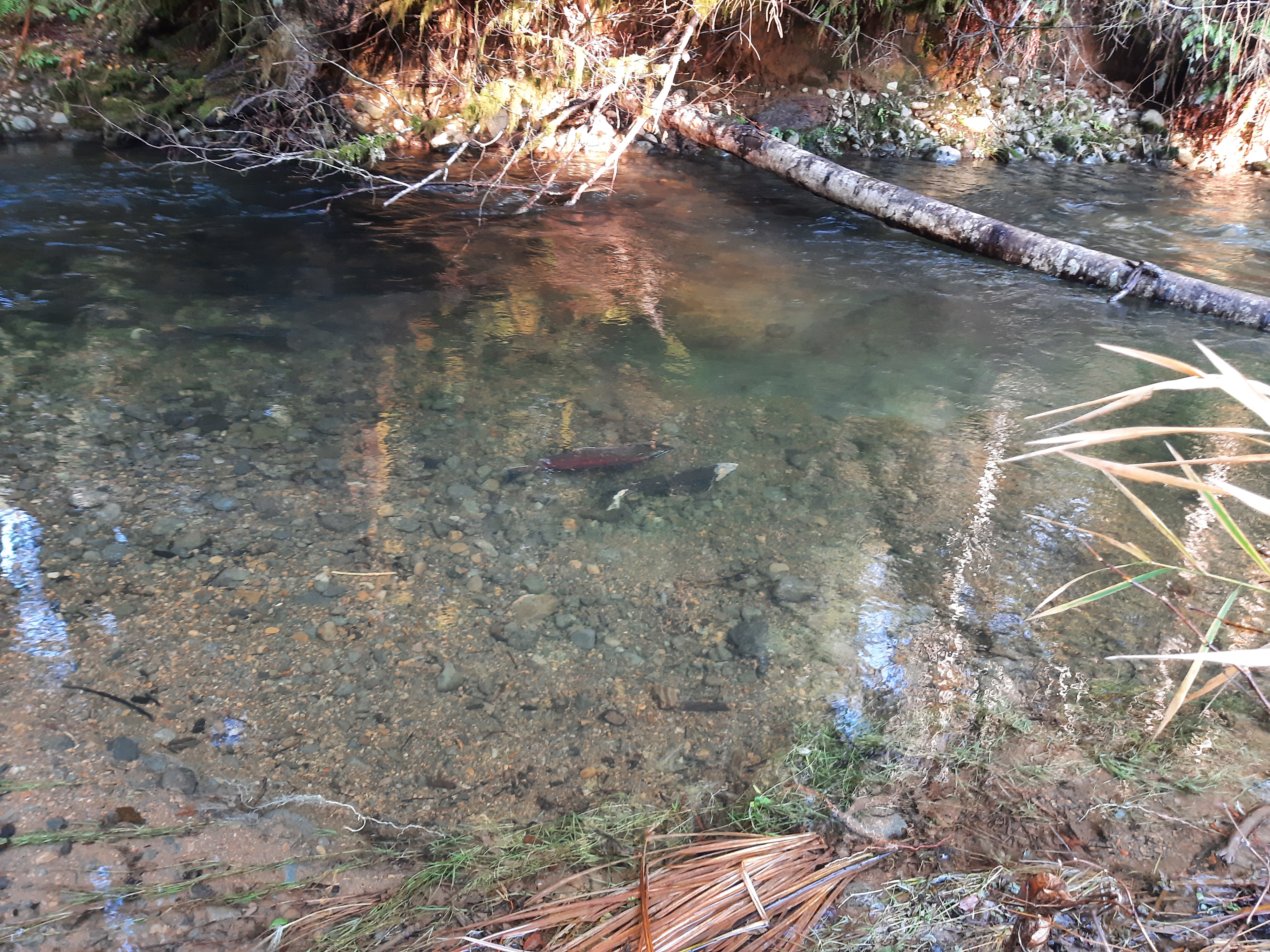 spawning salmon 